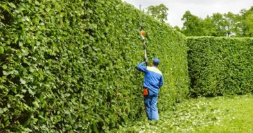 taille-haie taille-haie